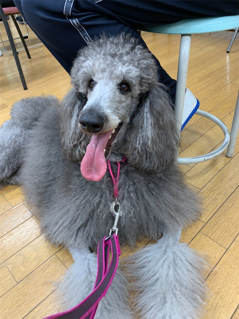 f:id:sakaivet2019:20220519170052j:image f:id:sakaivet2019:20220519170052j:image
