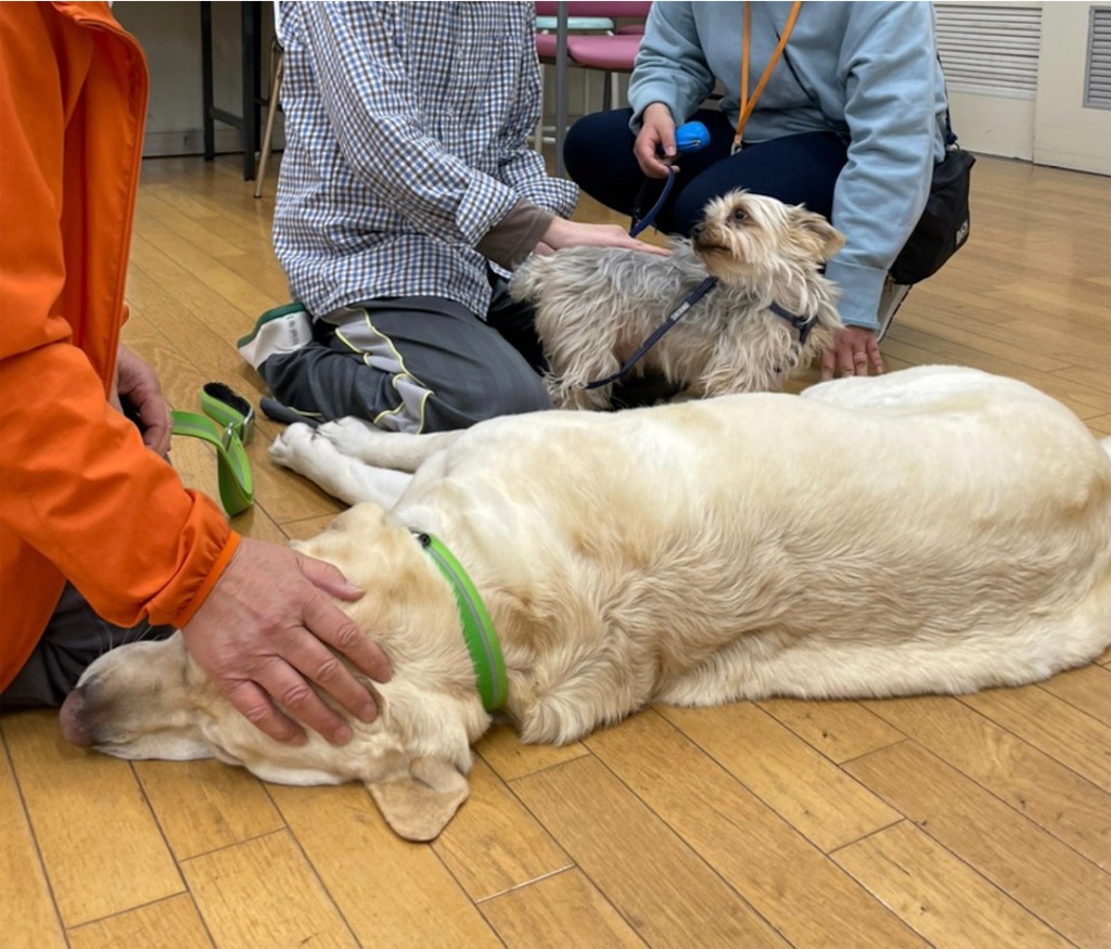 f:id:sakaivet2019:20220519170310j:image f:id:sakaivet2019:20220519170310j:image