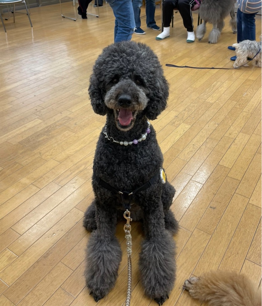 f:id:sakaivet2019:20220519170515j:image f:id:sakaivet2019:20220519170515j:image