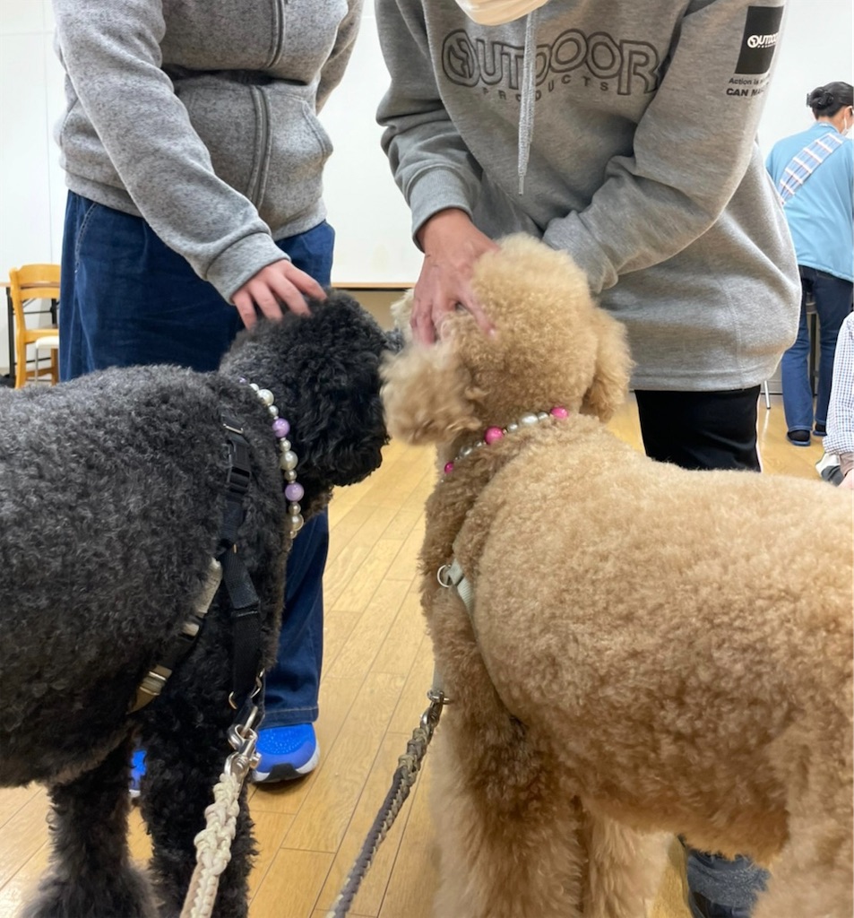 f:id:sakaivet2019:20220519170519j:image f:id:sakaivet2019:20220519170519j:image