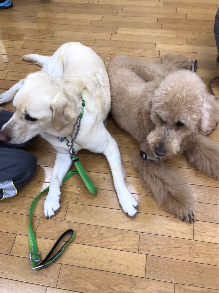 f:id:sakaivet2019:20220519170602j:image f:id:sakaivet2019:20220519170602j:image