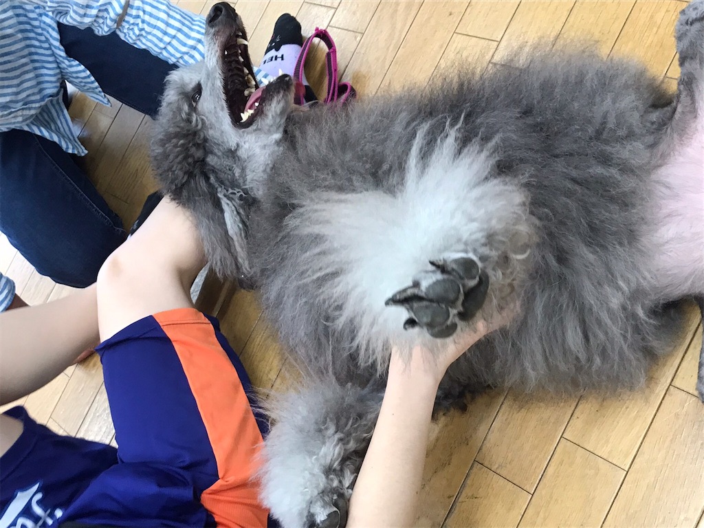 f:id:sakaivet2019:20220519181819j:image