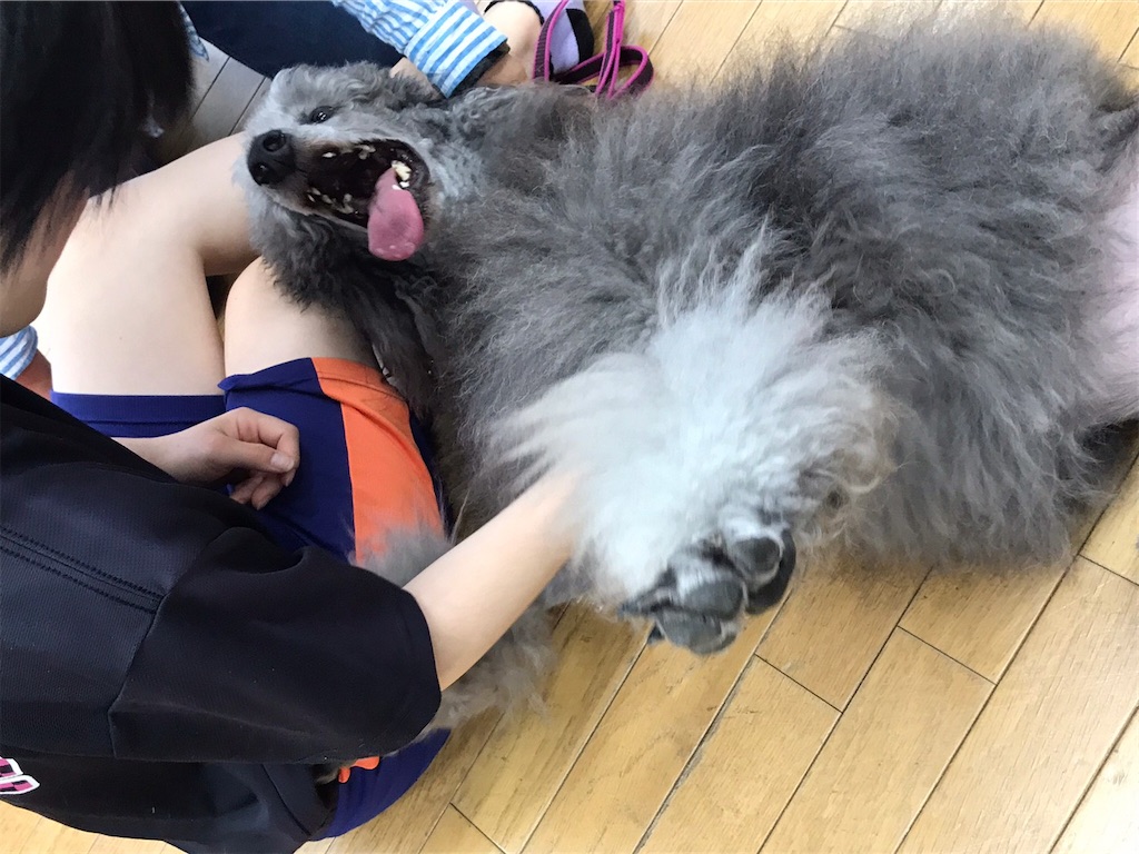 f:id:sakaivet2019:20220519181839j:image