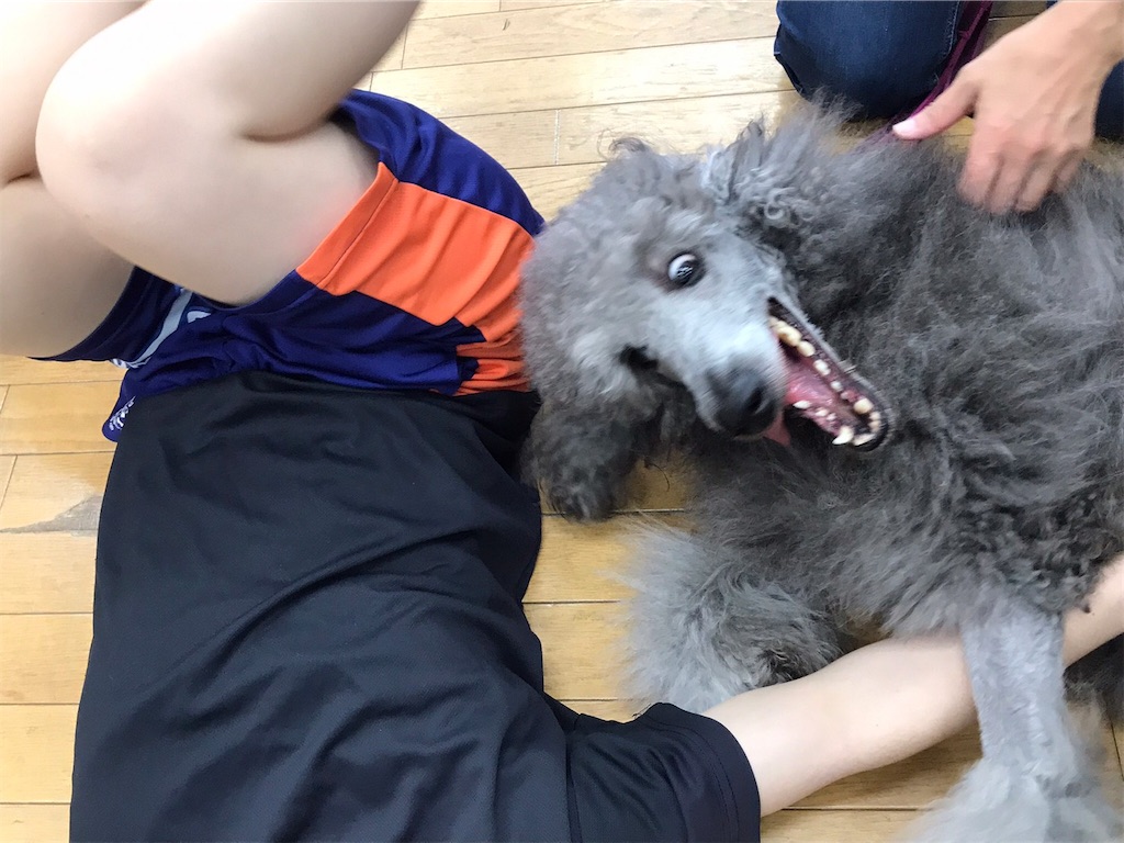 f:id:sakaivet2019:20220519181842j:image