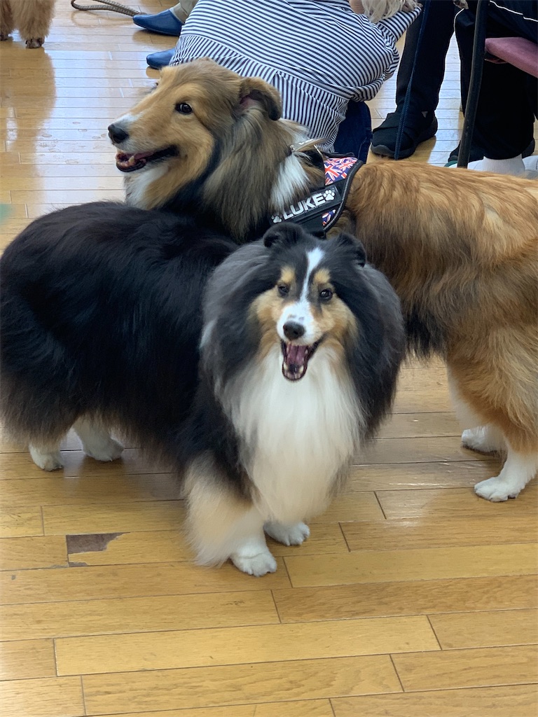 f:id:sakaivet2019:20220519182106j:image