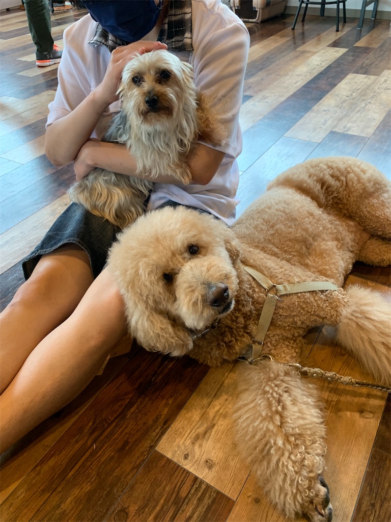 f:id:sakaivet2019:20220623164301j:image f:id:sakaivet2019:20220623164301j:image