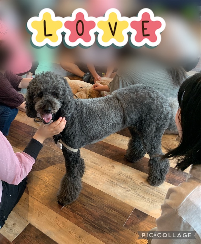 f:id:sakaivet2019:20220623164452j:image f:id:sakaivet2019:20220623164452j:image