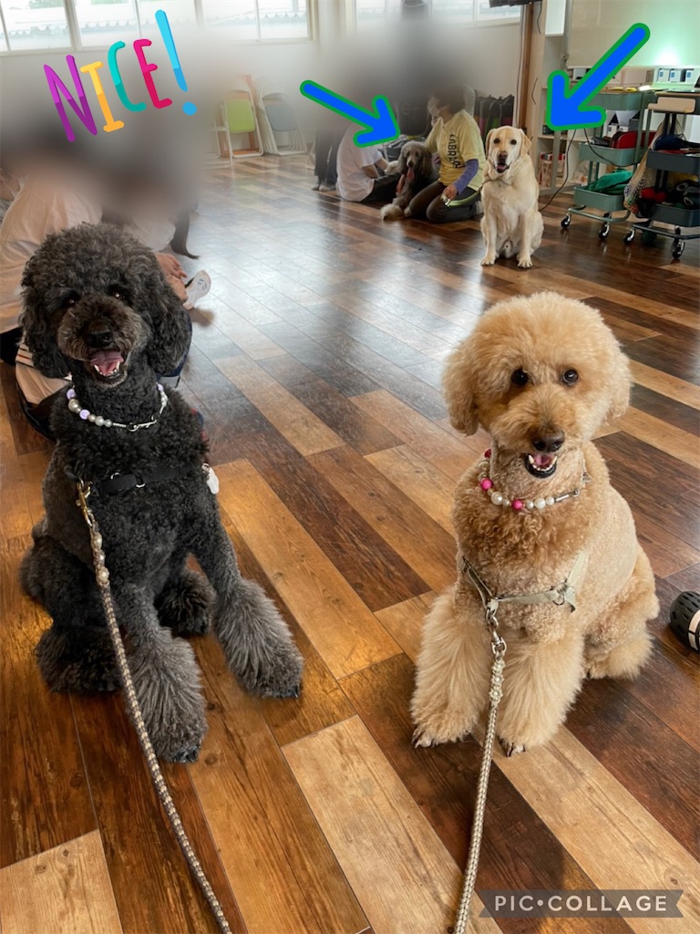 f:id:sakaivet2019:20220623164548j:image f:id:sakaivet2019:20220623164548j:image