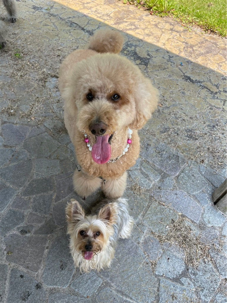 f:id:sakaivet2019:20220623171006j:image