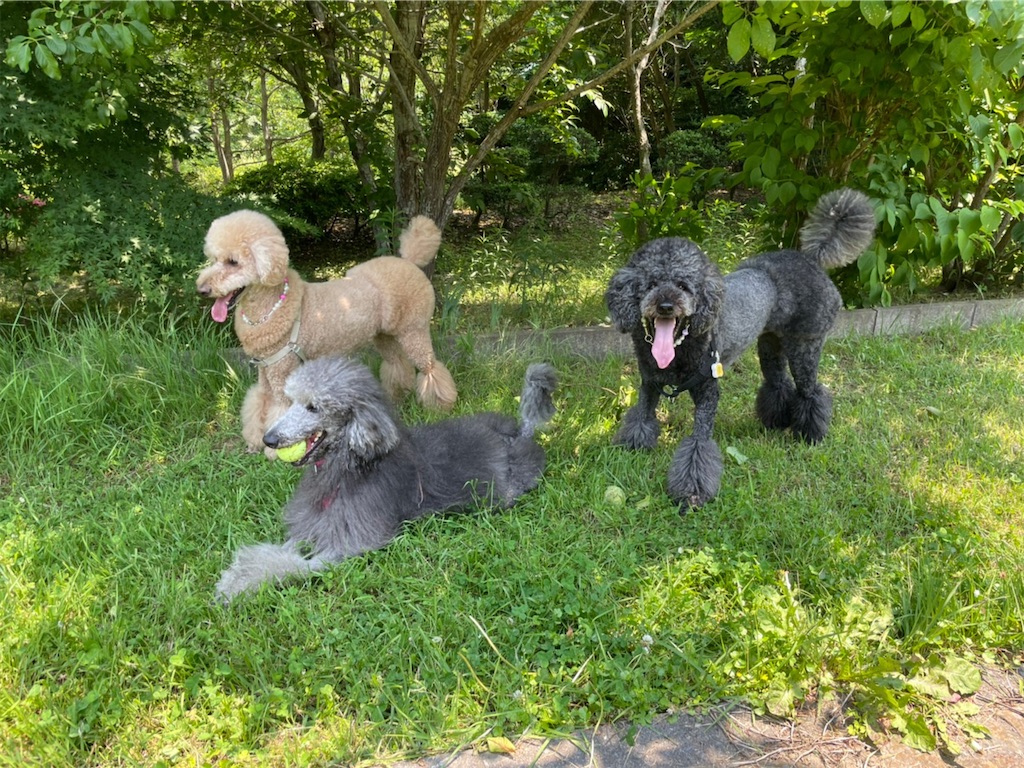 f:id:sakaivet2019:20220623171009j:image f:id:sakaivet2019:20220623171009j:image