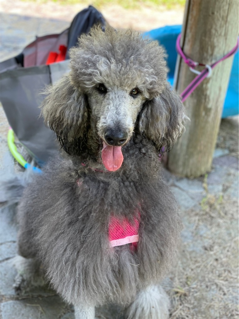 f:id:sakaivet2019:20220623171012j:image