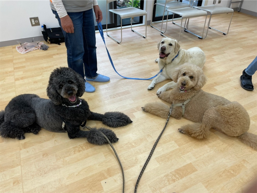 f:id:sakaivet2019:20220623182121j:image f:id:sakaivet2019:20220623182121j:image