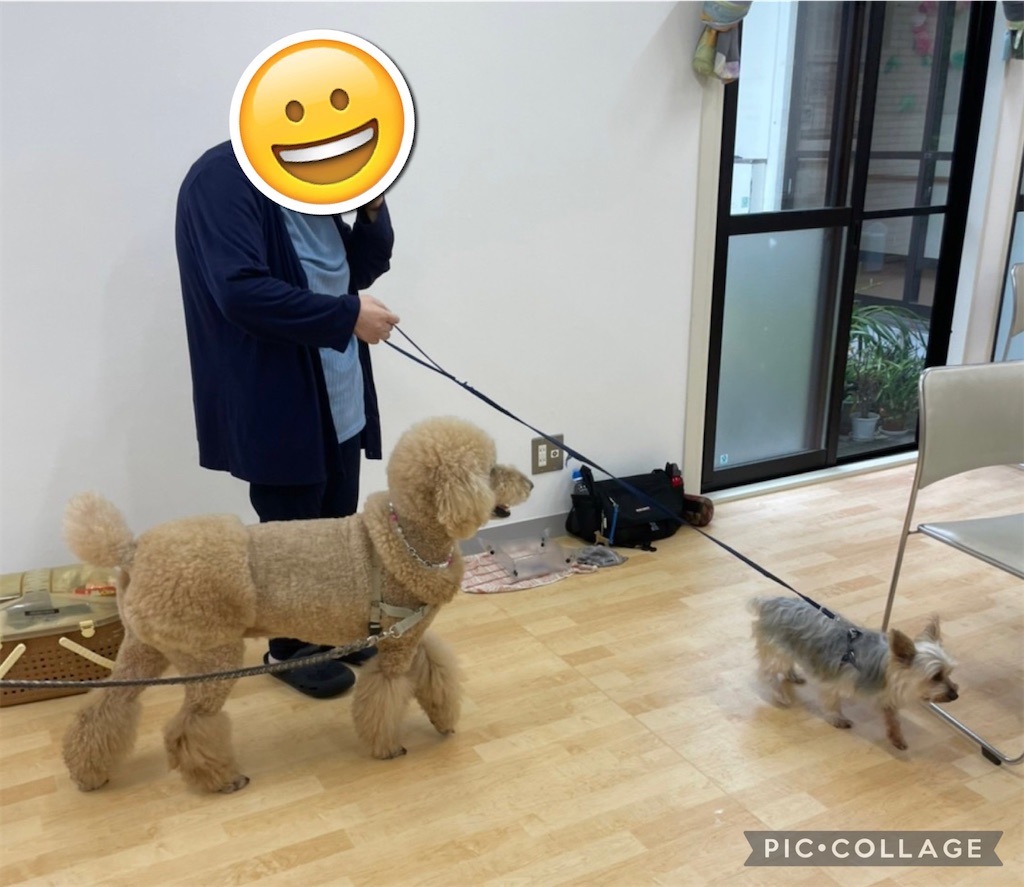 f:id:sakaivet2019:20220623182319j:image