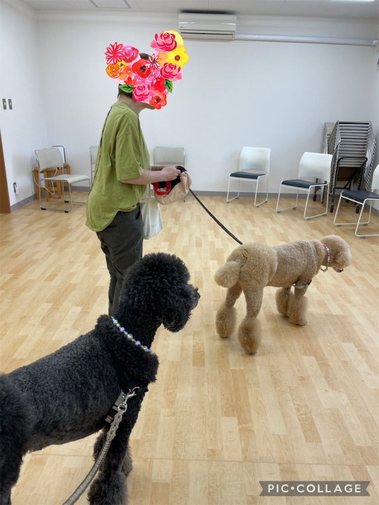 f:id:sakaivet2019:20220623182454j:image