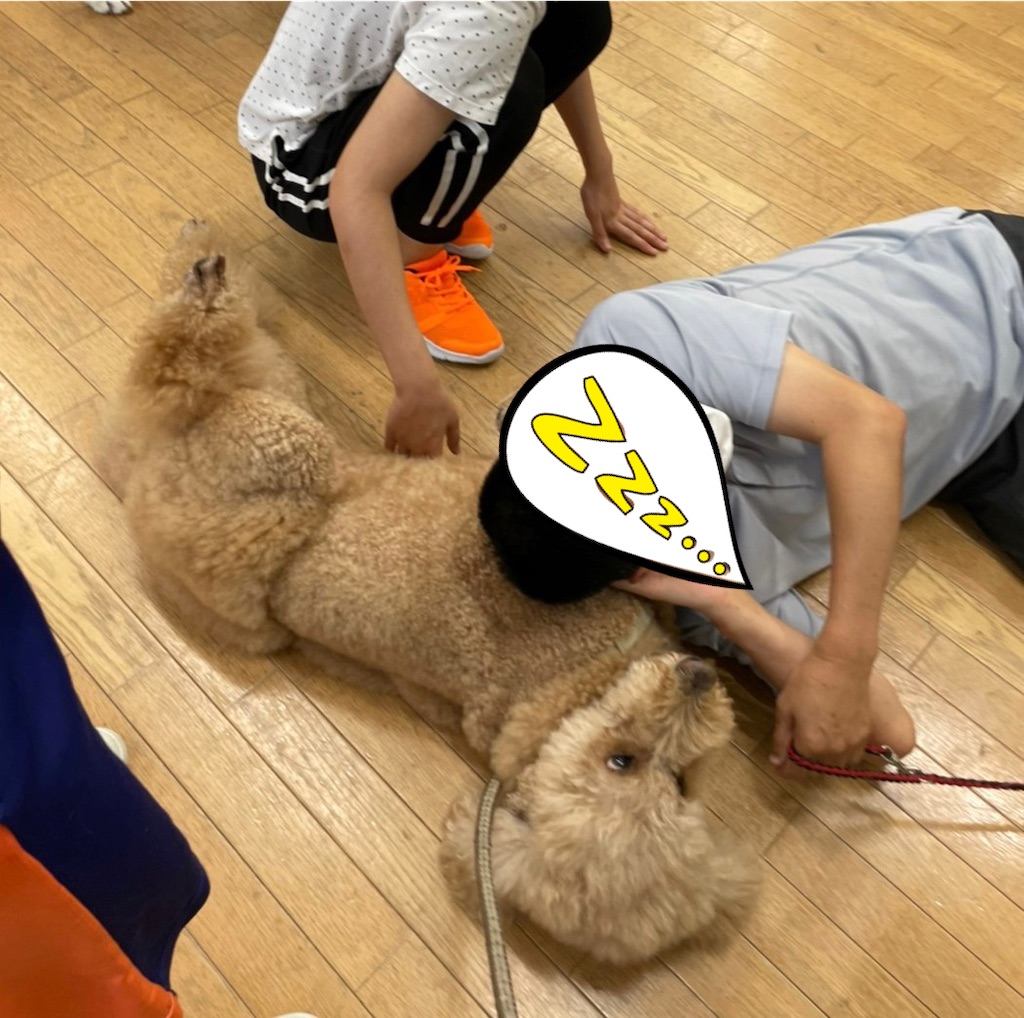 f:id:sakaivet2019:20220811133357j:image