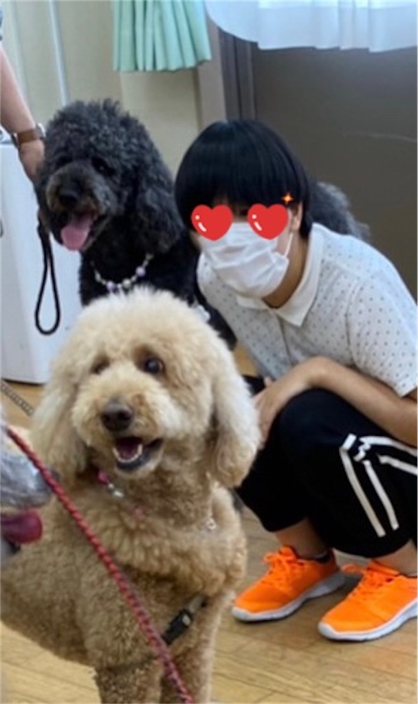 f:id:sakaivet2019:20220811133422j:image