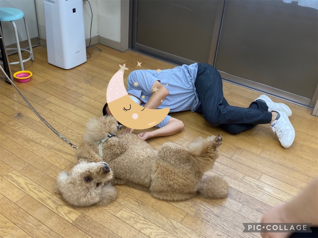 f:id:sakaivet2019:20220811133426j:image