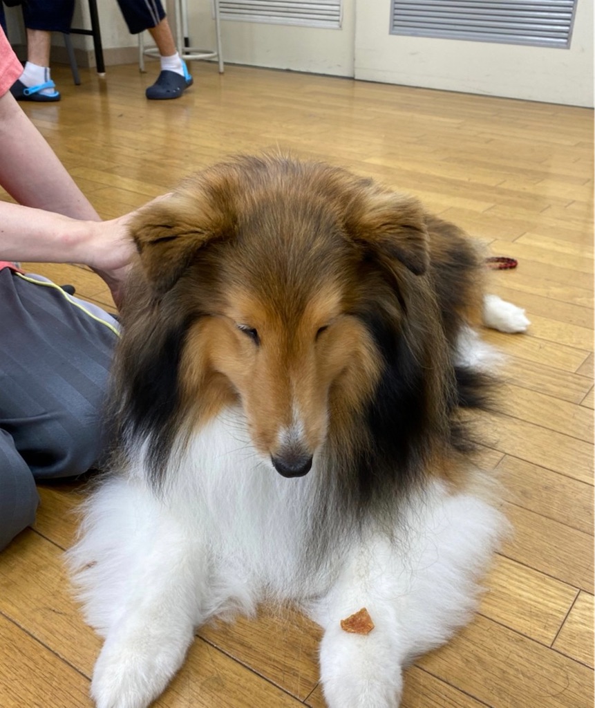 f:id:sakaivet2019:20220811133429j:image
