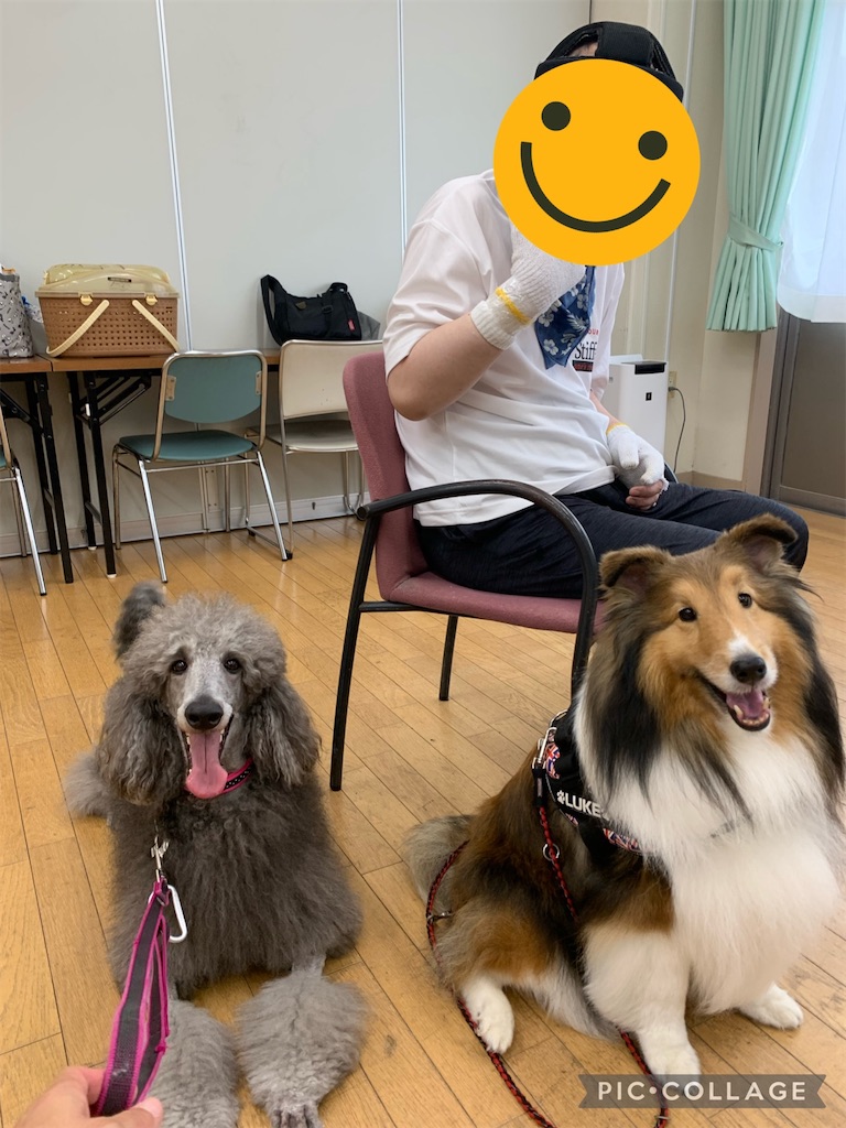 f:id:sakaivet2019:20220811133438j:image