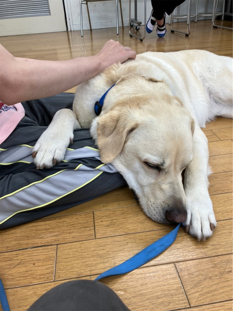 f:id:sakaivet2019:20220811141521j:image