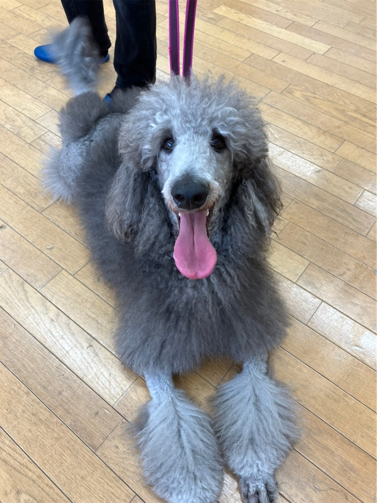 f:id:sakaivet2019:20220811141636j:image