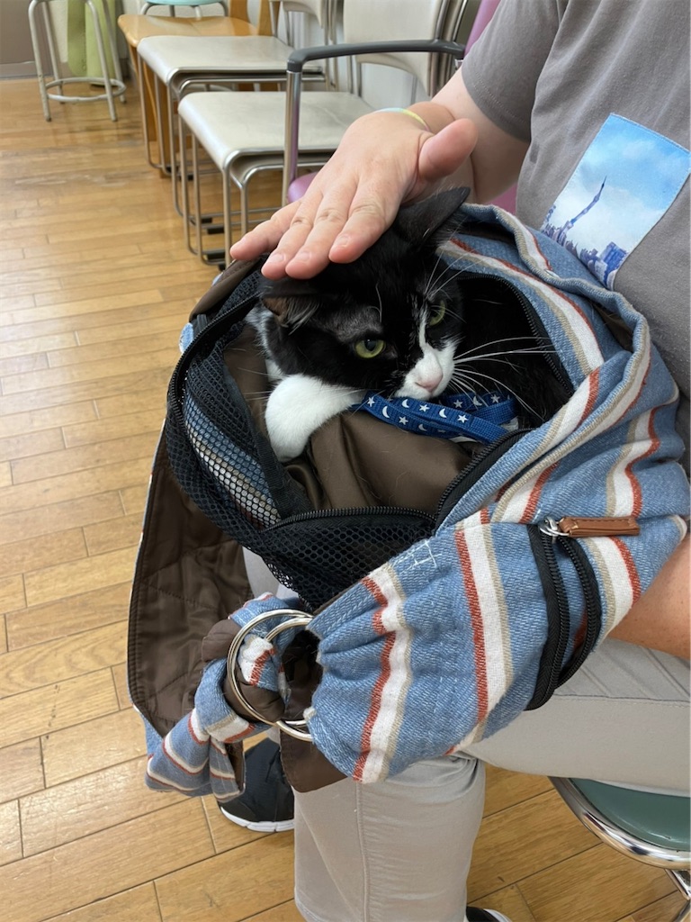 f:id:sakaivet2019:20220811141639j:image