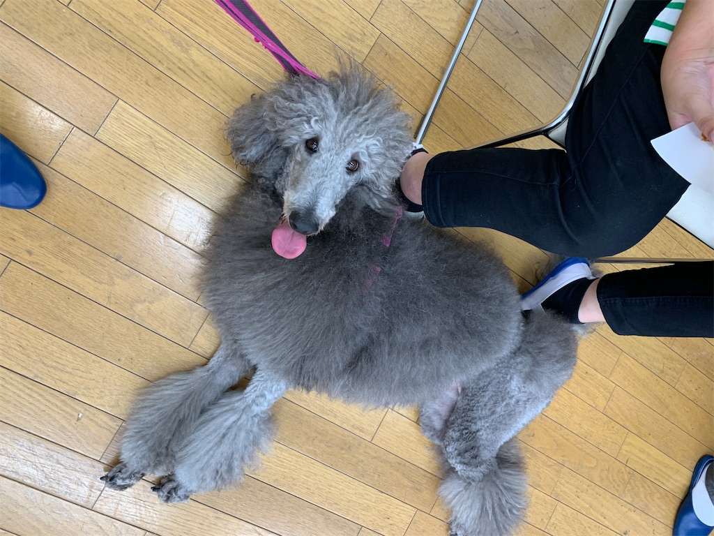 f:id:sakaivet2019:20220811141647j:image