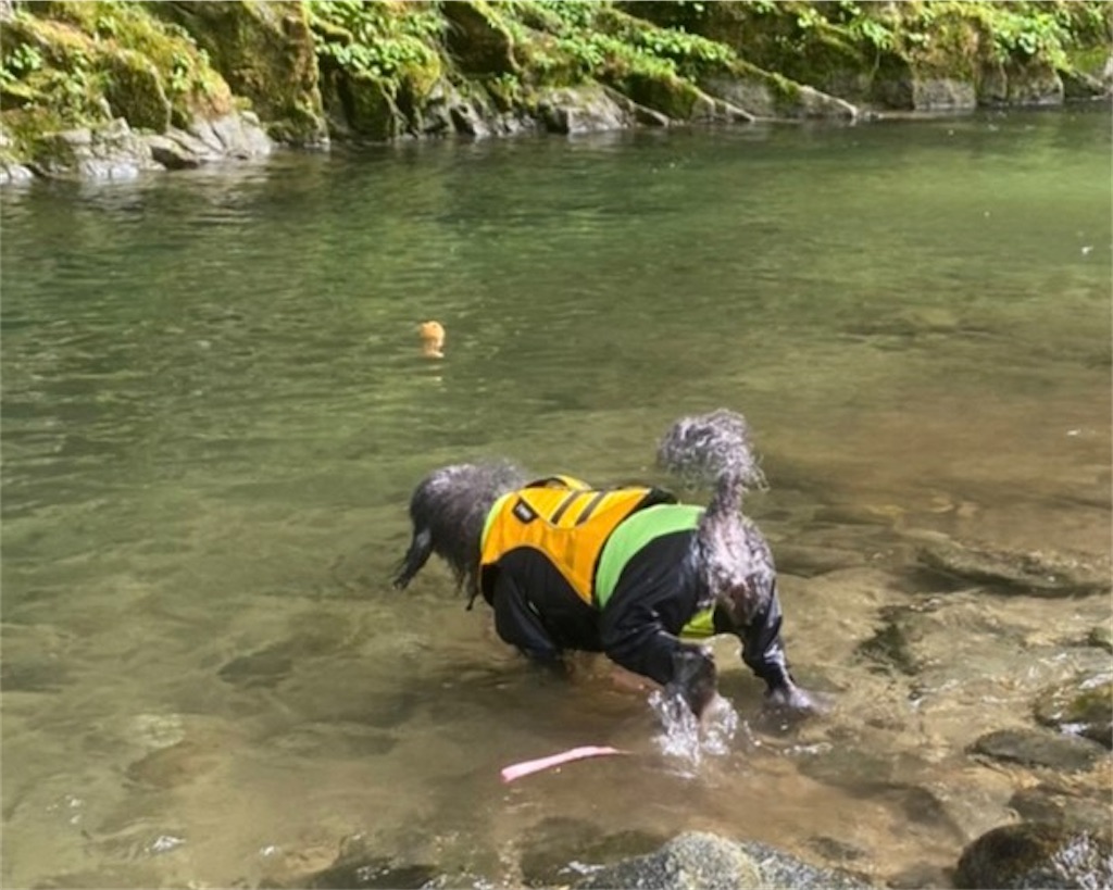 f:id:sakaivet2019:20221009113651j:image