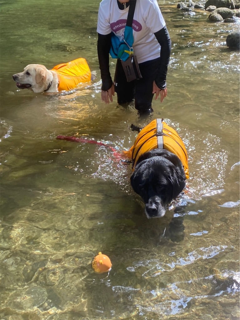 f:id:sakaivet2019:20221009113658j:image