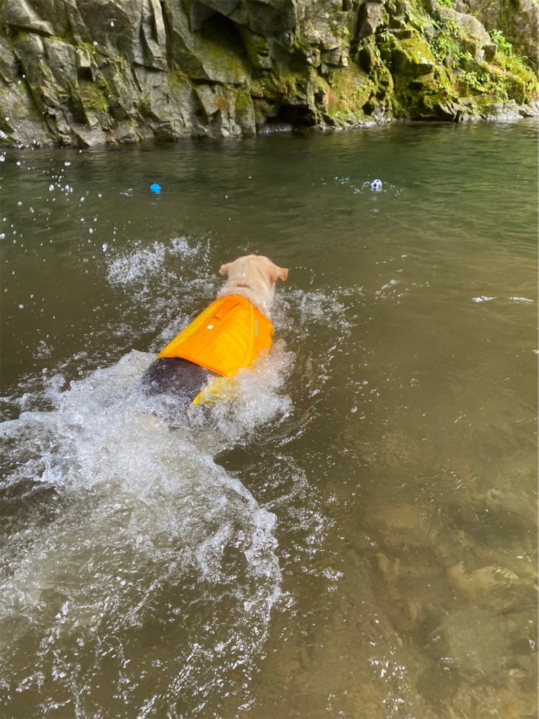 f:id:sakaivet2019:20221009113702j:image
