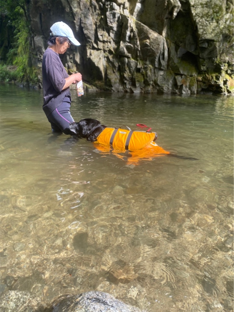 f:id:sakaivet2019:20221009113705j:image