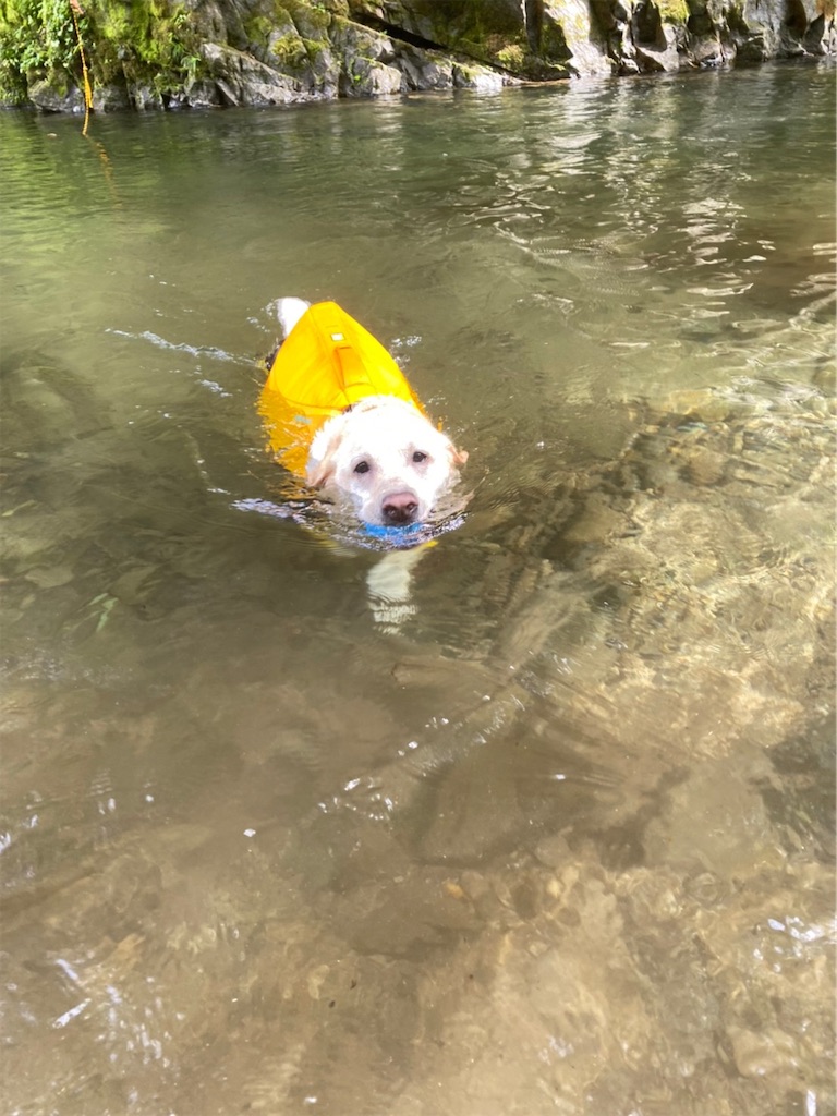f:id:sakaivet2019:20221009113716j:image