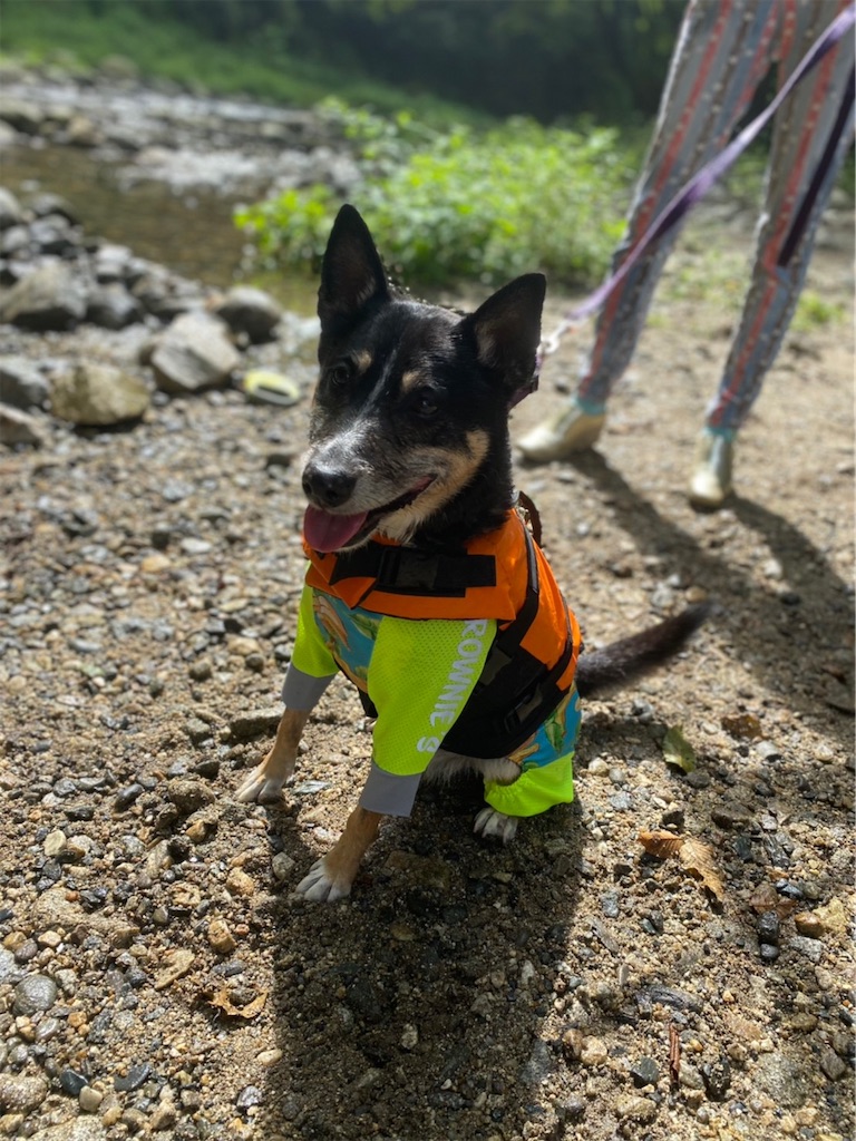 f:id:sakaivet2019:20221009113719j:image