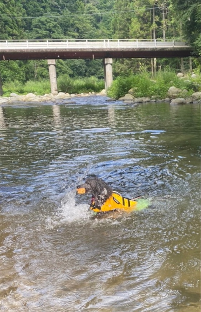 f:id:sakaivet2019:20221009113723j:image