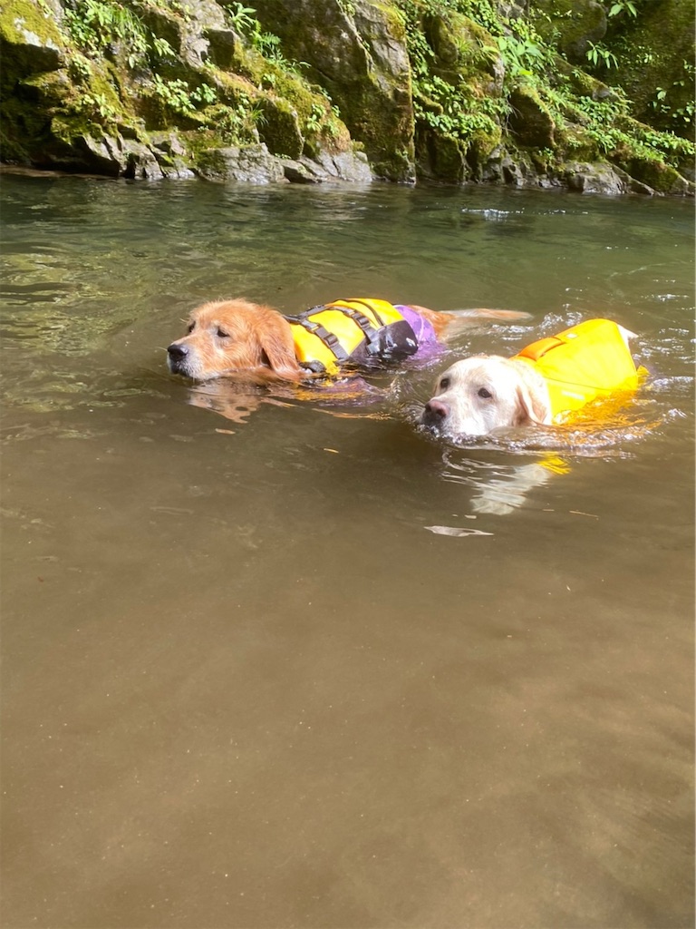 f:id:sakaivet2019:20221009113726j:image