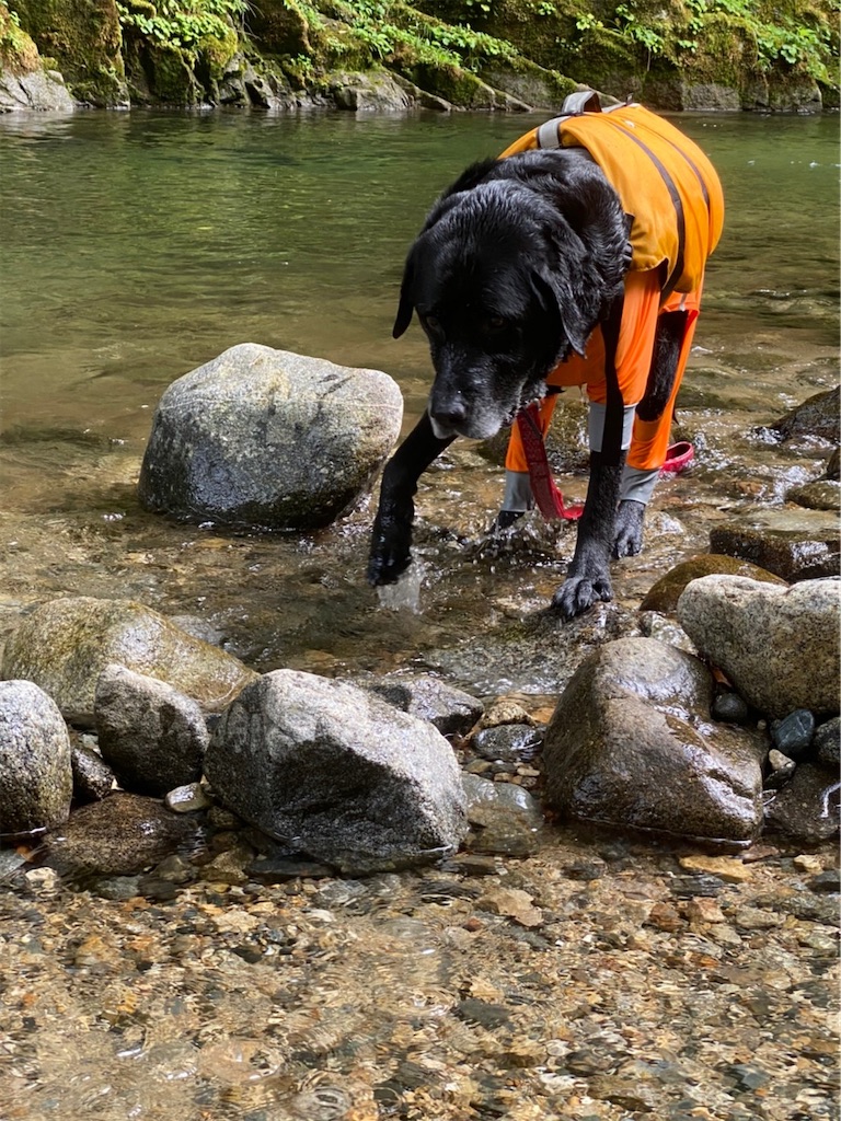 f:id:sakaivet2019:20221009113734j:image