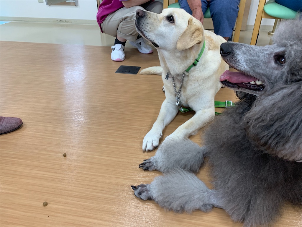 f:id:sakaivet2019:20221009130618j:image f:id:sakaivet2019:20221009130618j:image