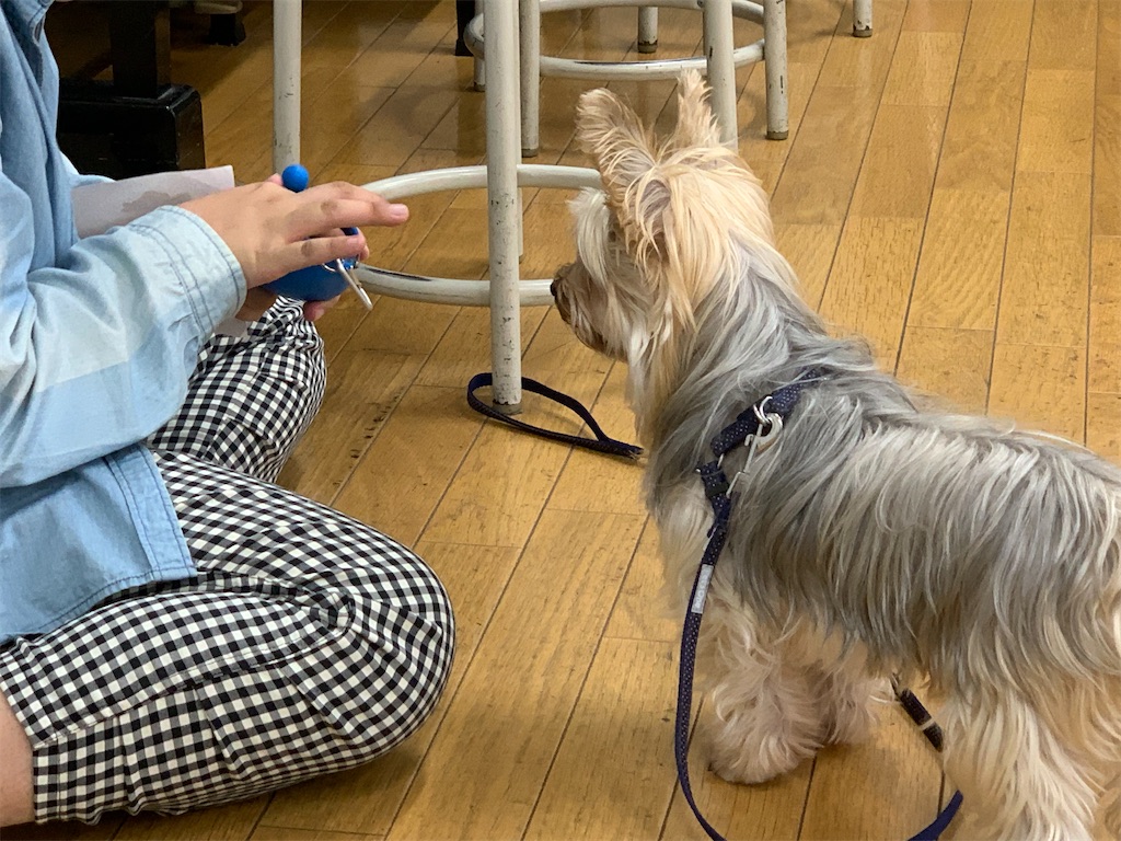 f:id:sakaivet2019:20221013164539j:image f:id:sakaivet2019:20221013164539j:image