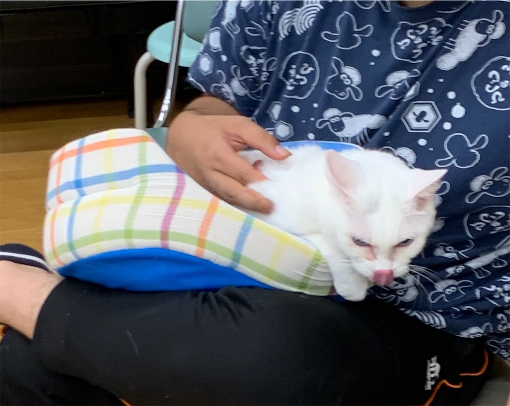 f:id:sakaivet2019:20221013164558j:image f:id:sakaivet2019:20221013164558j:image