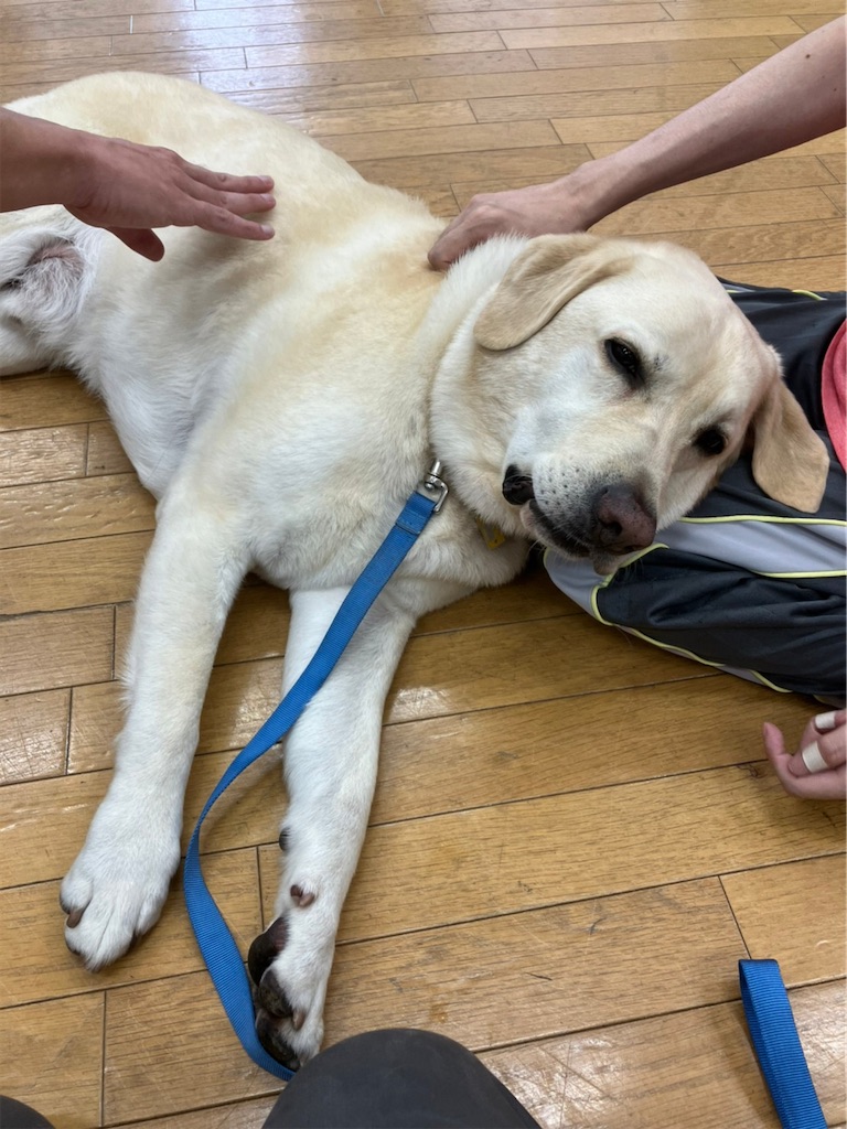 f:id:sakaivet2019:20221013164612j:image f:id:sakaivet2019:20221013164612j:image