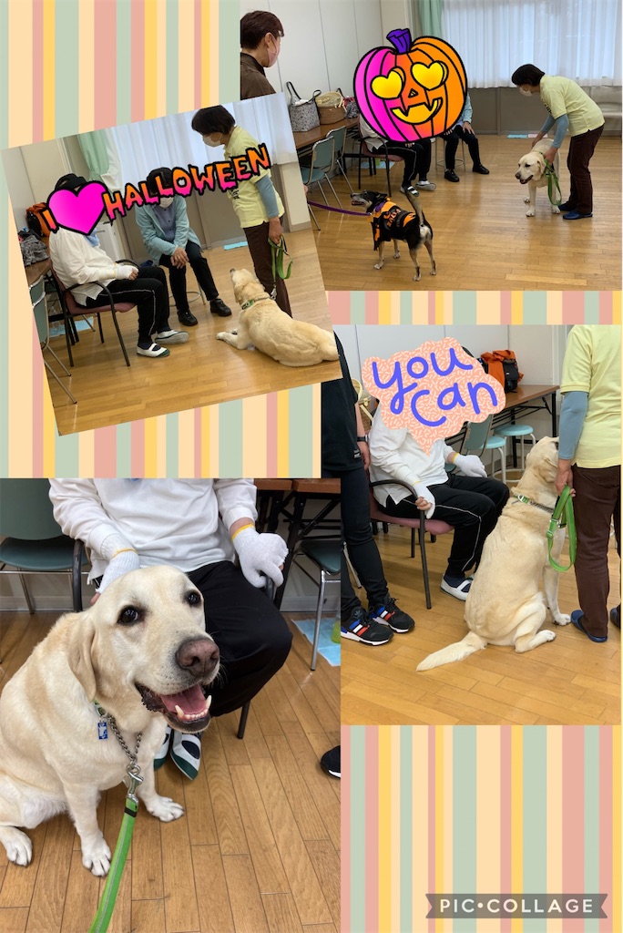 f:id:sakaivet2019:20221013181754j:image f:id:sakaivet2019:20221013181754j:image