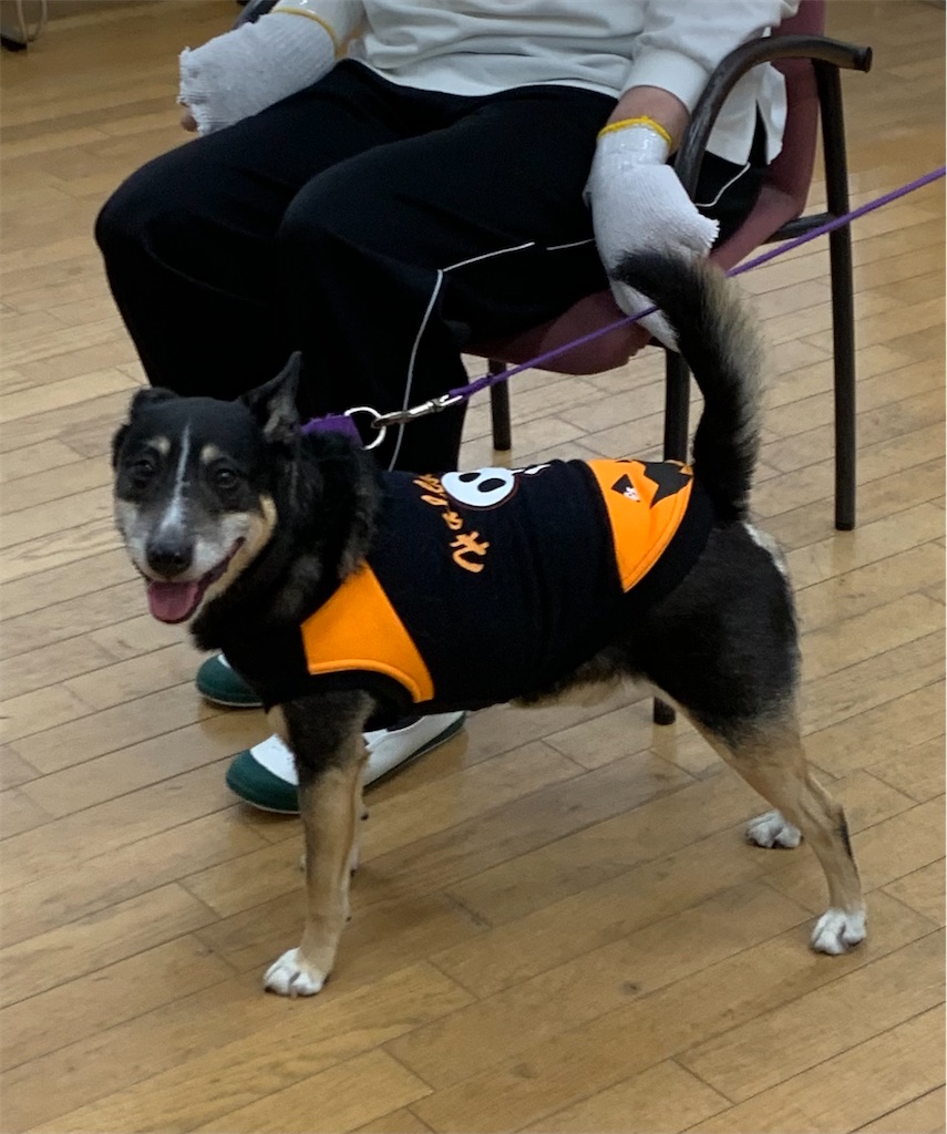 f:id:sakaivet2019:20221013181758j:image f:id:sakaivet2019:20221013181758j:image