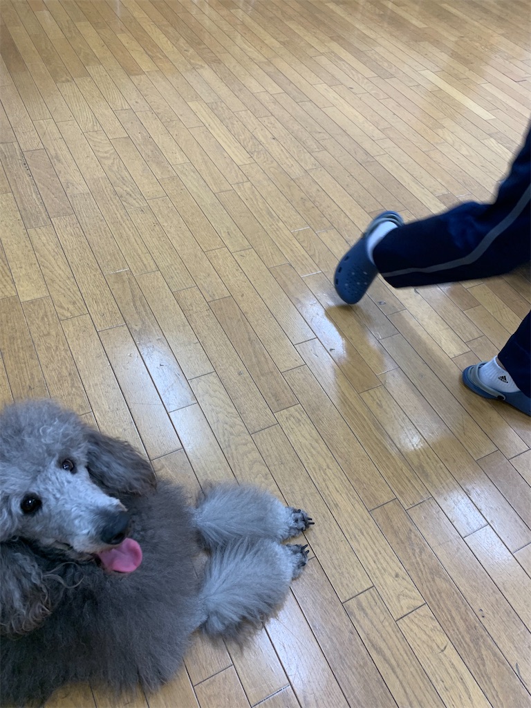 f:id:sakaivet2019:20221013181803j:image f:id:sakaivet2019:20221013181803j:image