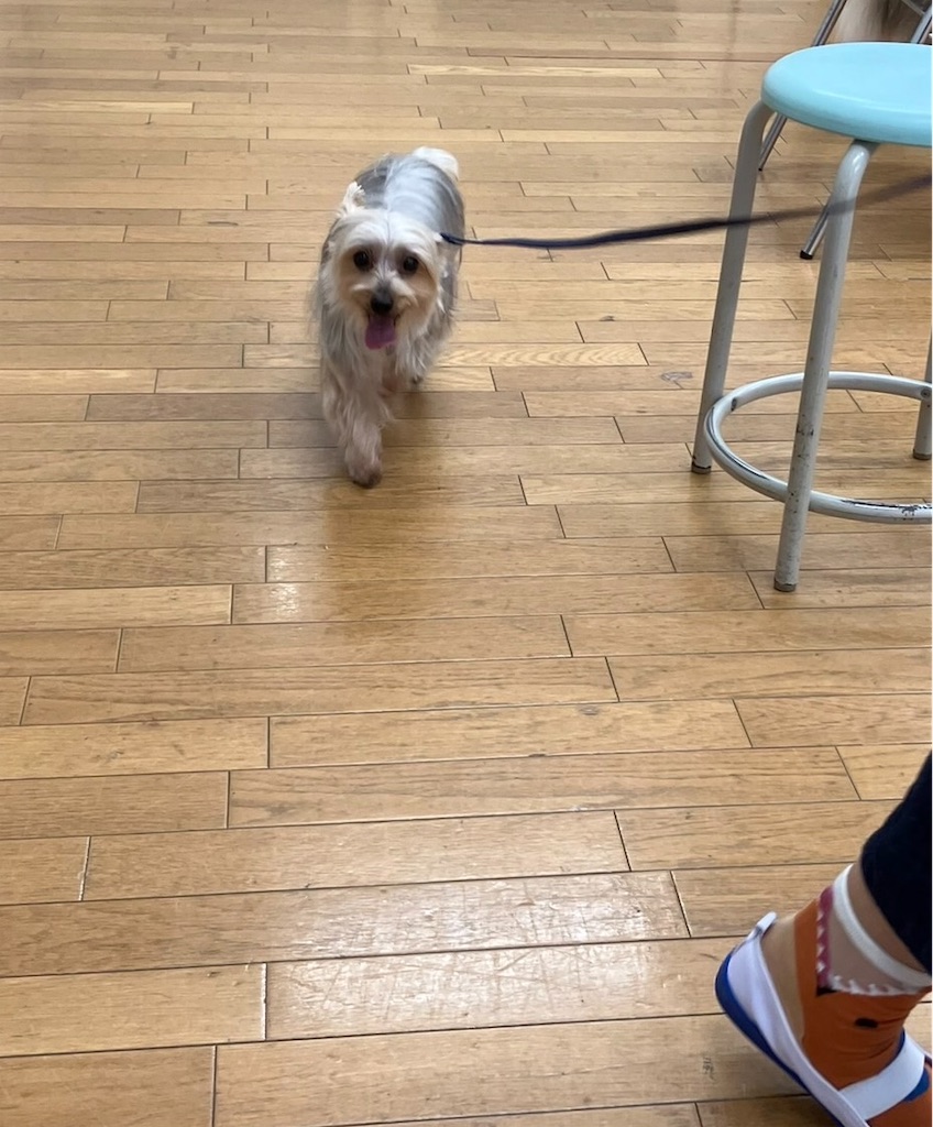 f:id:sakaivet2019:20221013181808j:image f:id:sakaivet2019:20221013181808j:image