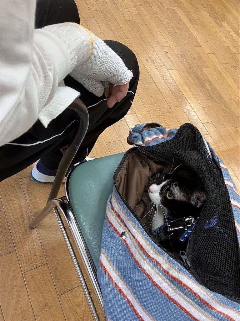 f:id:sakaivet2019:20221013181817j:image f:id:sakaivet2019:20221013181817j:image