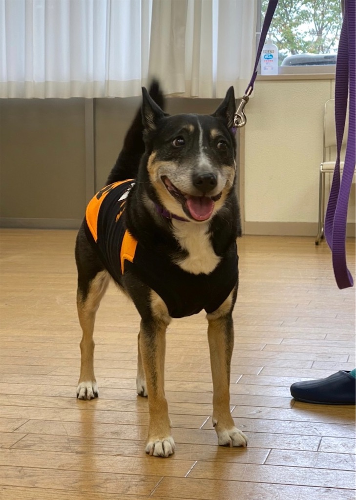 f:id:sakaivet2019:20221013184146j:image f:id:sakaivet2019:20221013184146j:image
