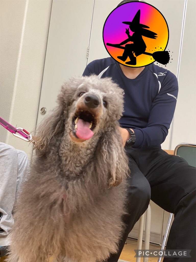 f:id:sakaivet2019:20221013184210j:image f:id:sakaivet2019:20221013184210j:image