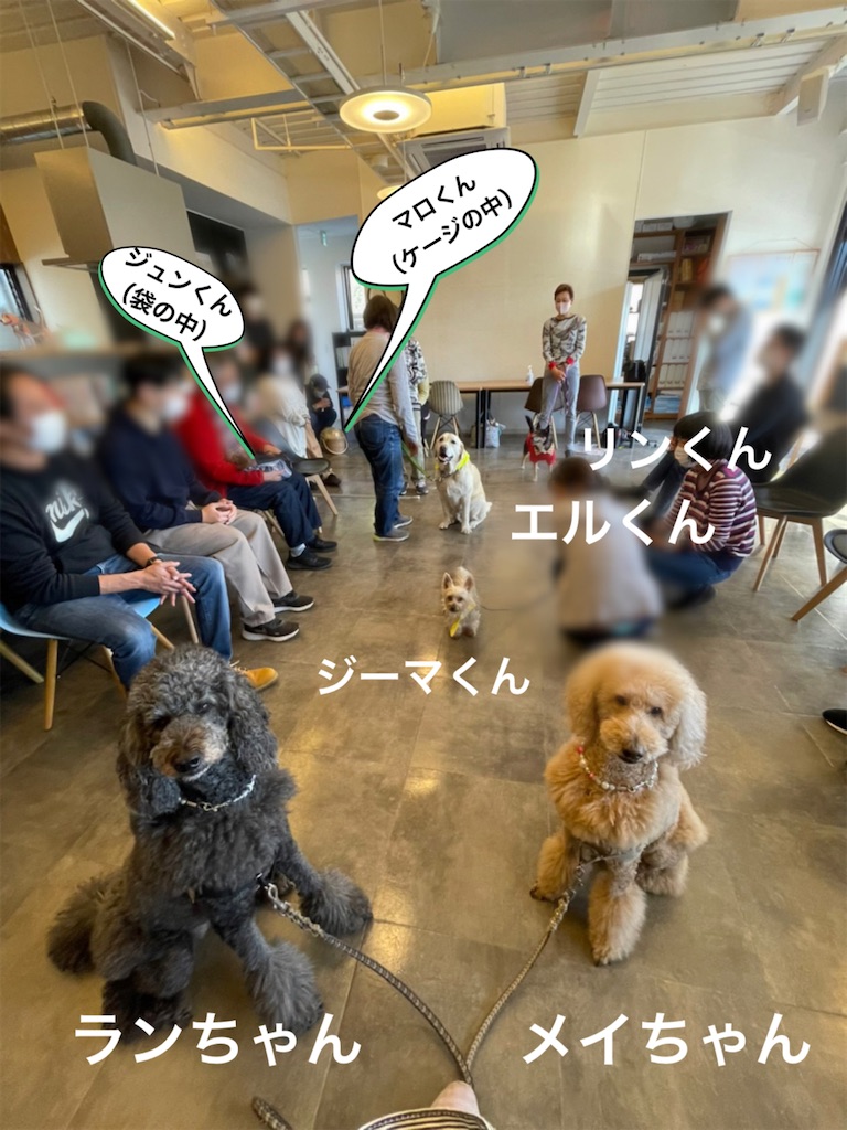 f:id:sakaivet2019:20230209160803j:image