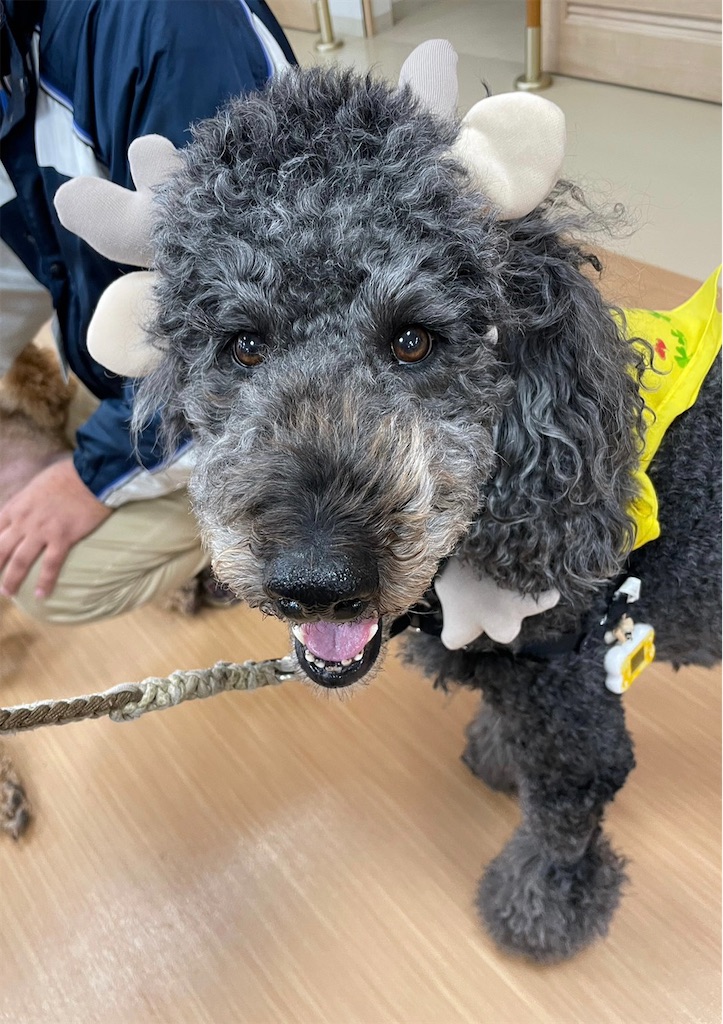 f:id:sakaivet2019:20230210163120j:image f:id:sakaivet2019:20230210163120j:image