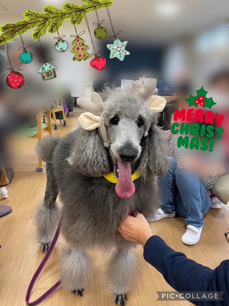f:id:sakaivet2019:20230210163133j:image f:id:sakaivet2019:20230210163133j:image